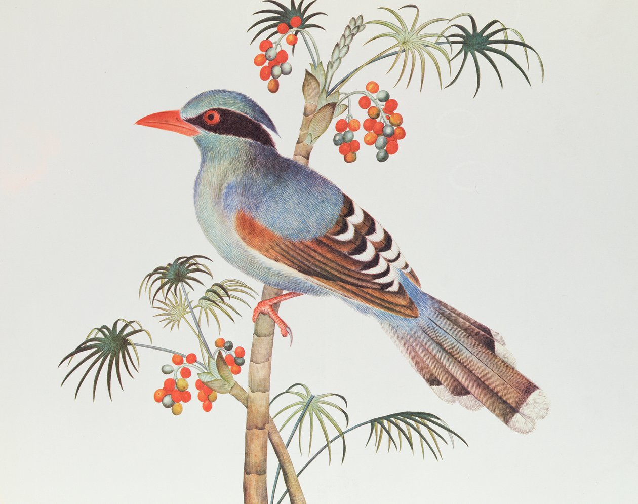 Green Magpie, Ch'ien-lung periode (1736-96) (farge på papir) av Qing Dynasty Chinese School