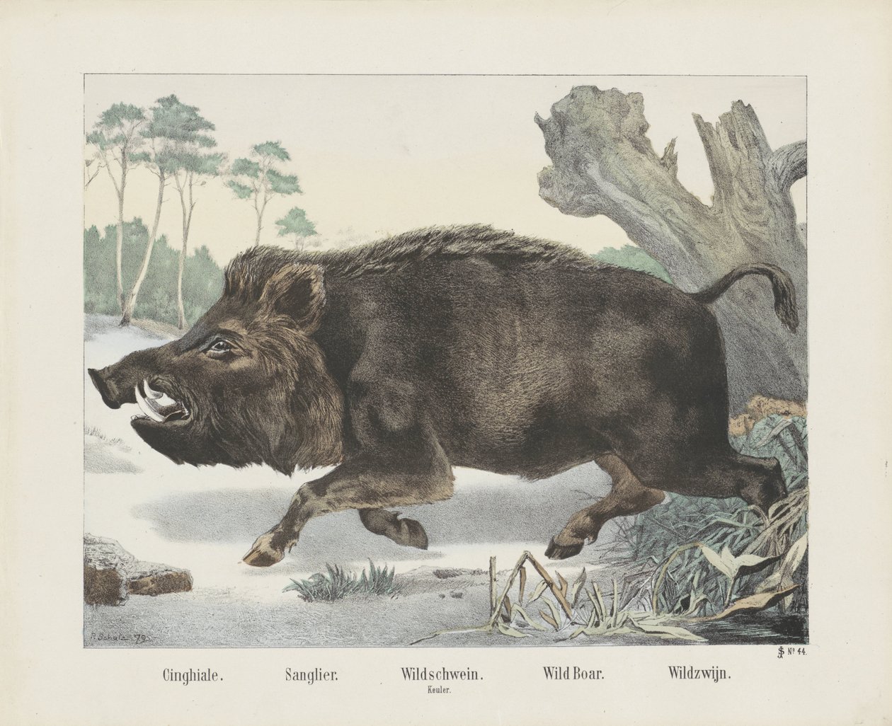 cinghiale. / Sanglier. / villsvin. / Labyrint. / Villsvin. / Villvin (tittel på objekt) av R. Schulz