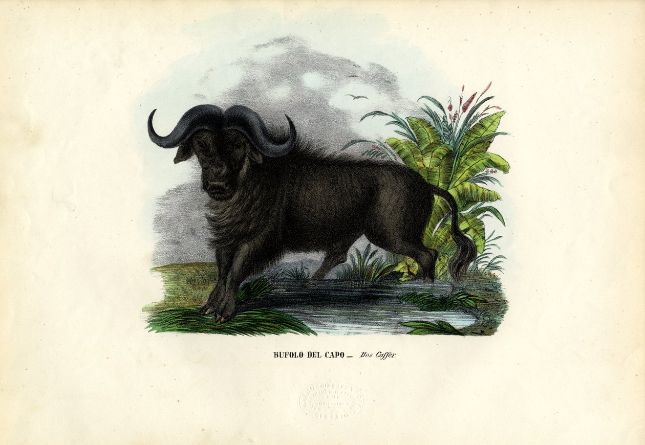 Afrikansk bøffel, 1863-79 av Raimundo Petraroja
