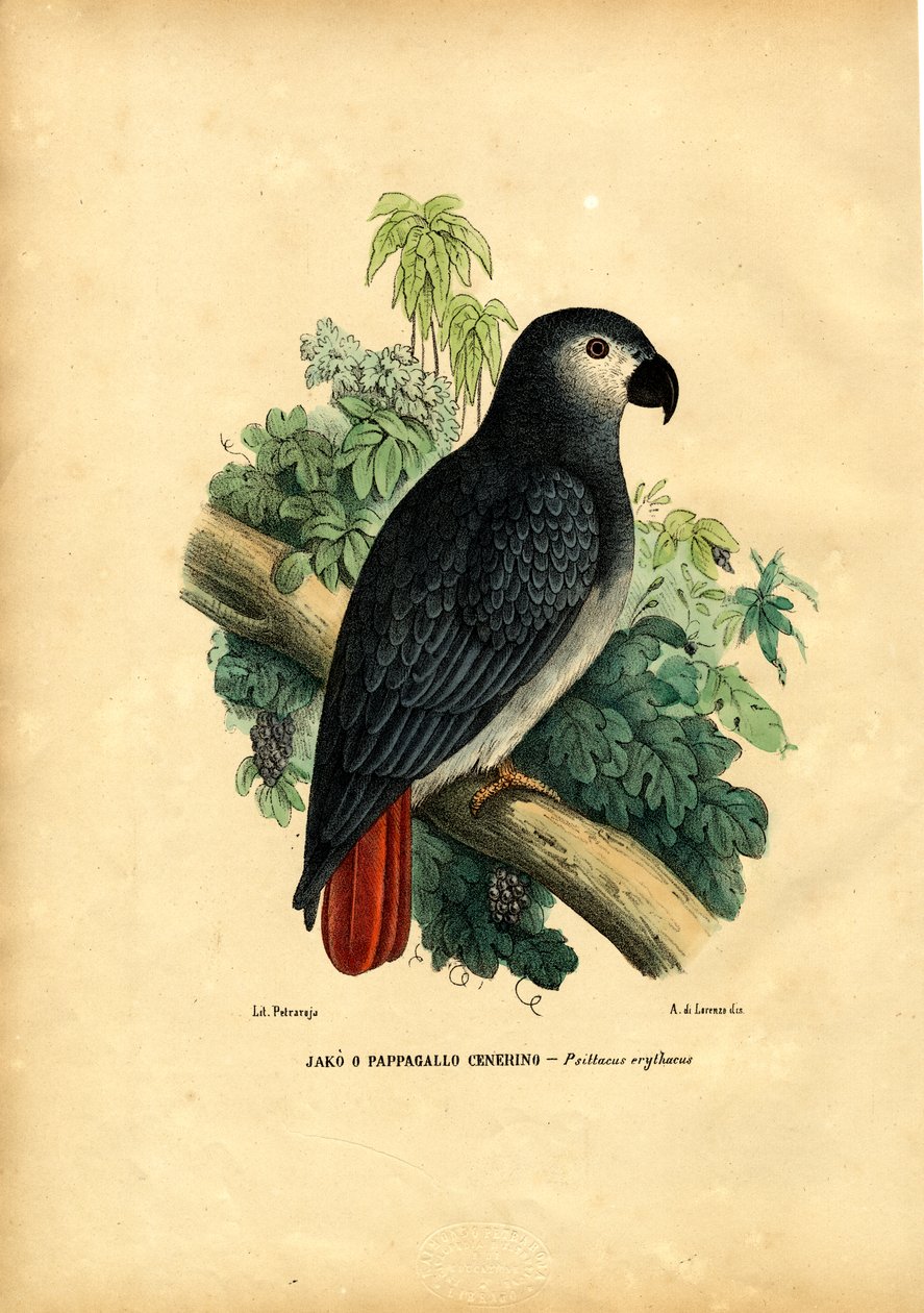 Afrikansk grå papegøye, 1863-79 av Raimundo Petraroja