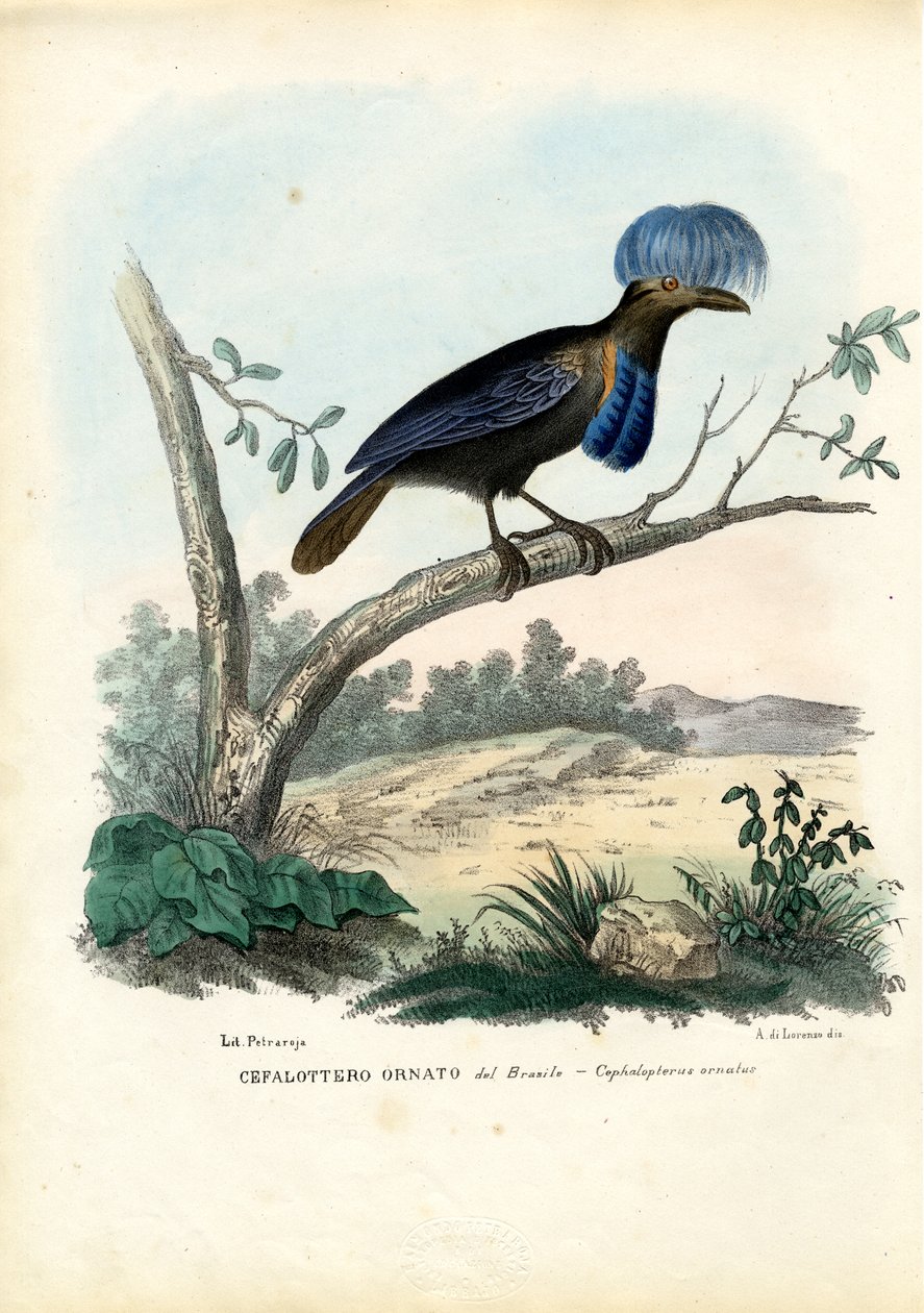 Amazonas paraplyfugl, 1863-79 av Raimundo Petraroja