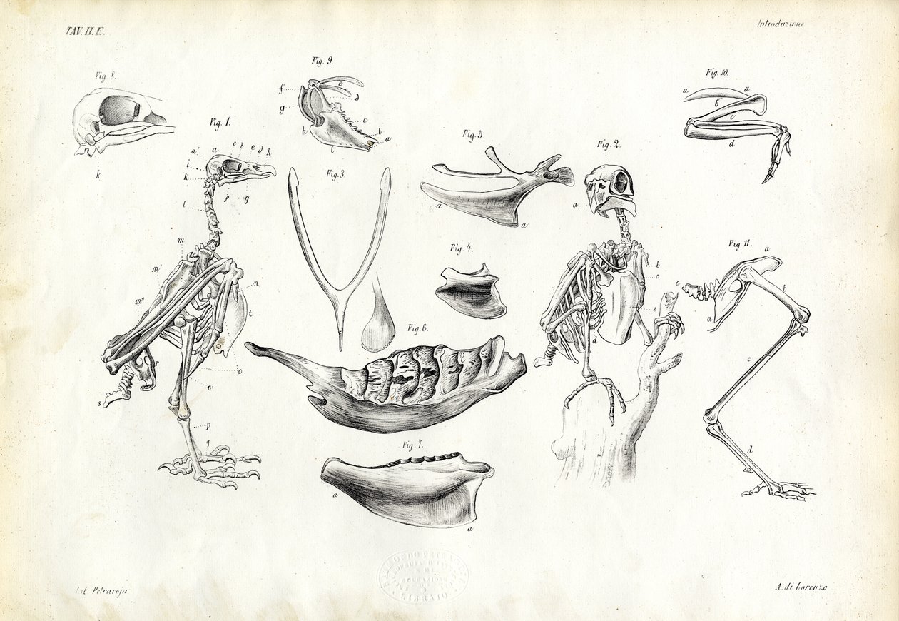 Anatomi, 1863-79 av Raimundo Petraroja
