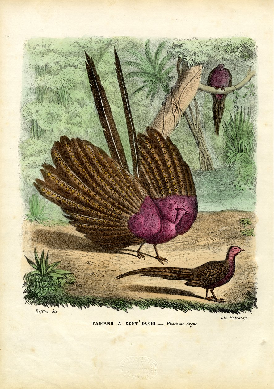 Argus Fasan, 1863-79 av Raimundo Petraroja