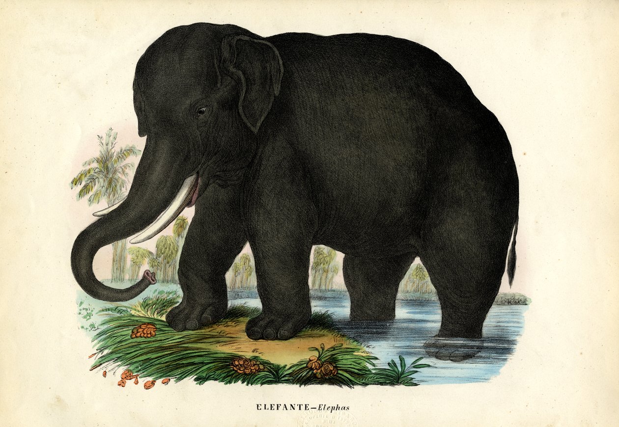 Asiatisk elefant, 1863-79 av Raimundo Petraroja