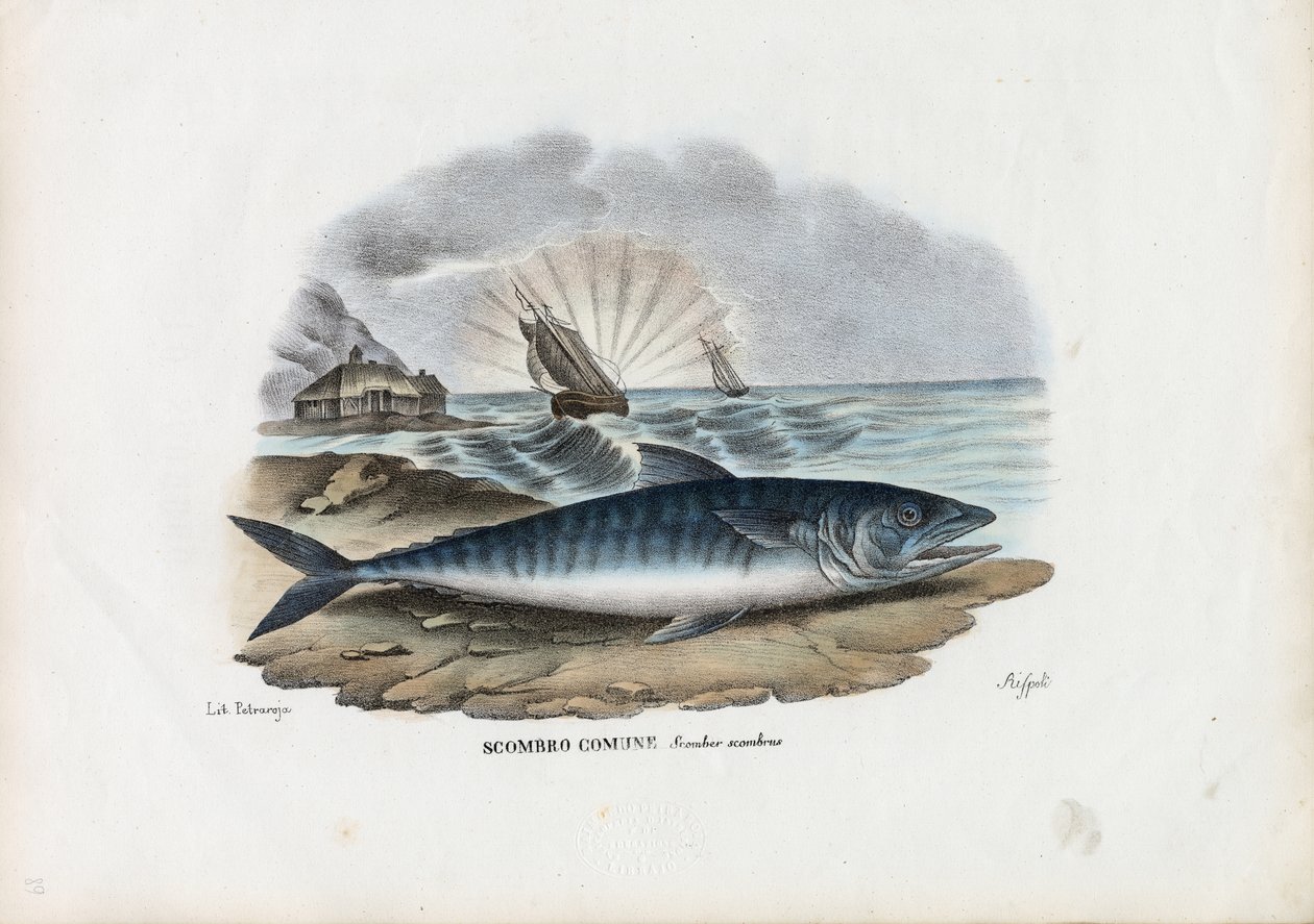 Atlanterhavsmakrell, 1863-79 av Raimundo Petraroja