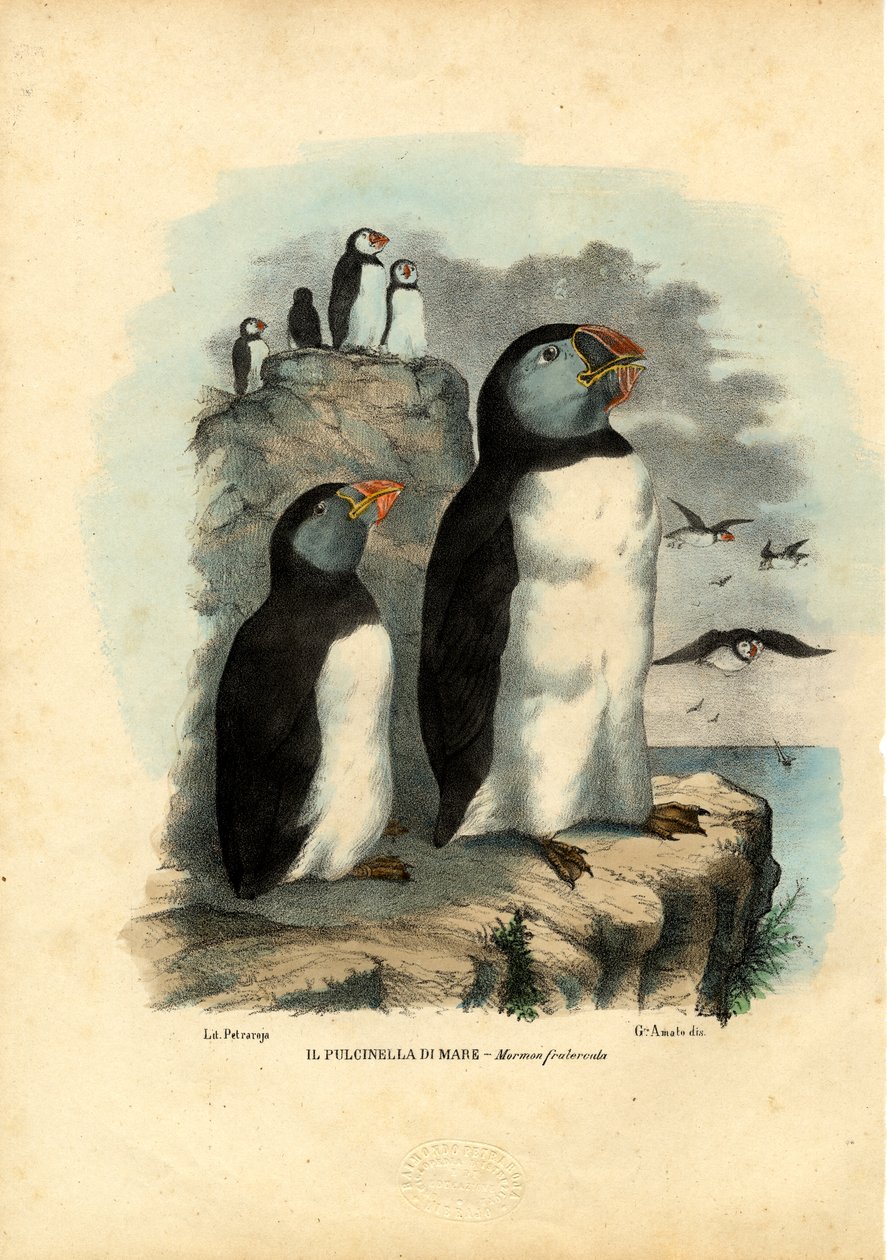 Atlanterhavslundefugl, 1863-79 av Raimundo Petraroja