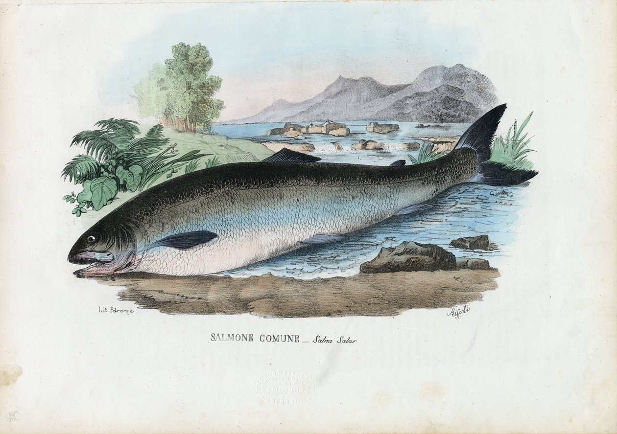 Atlantisk laks, 1863-79 av Raimundo Petraroja