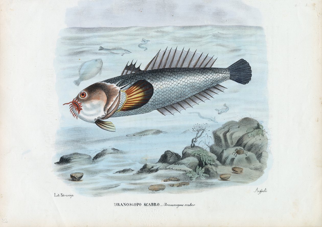 Atlantic Stargazer, 1863-79 av Raimundo Petraroja