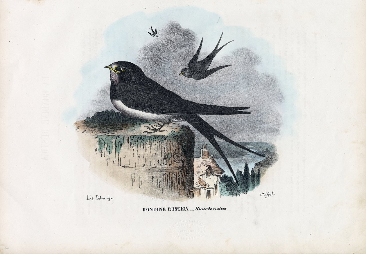 Låvesvale, 1863-79 av Raimundo Petraroja