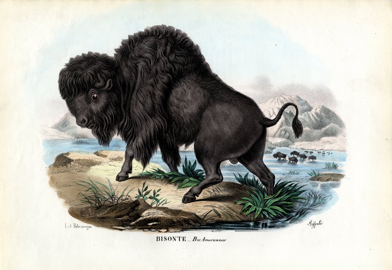 Bison, 1863-79 av Raimundo Petraroja