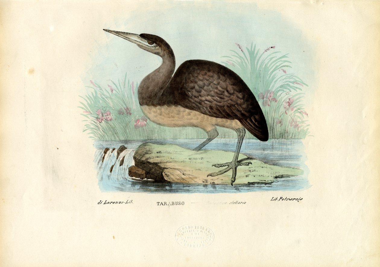 Bittern, 1863-79 av Raimundo Petraroja