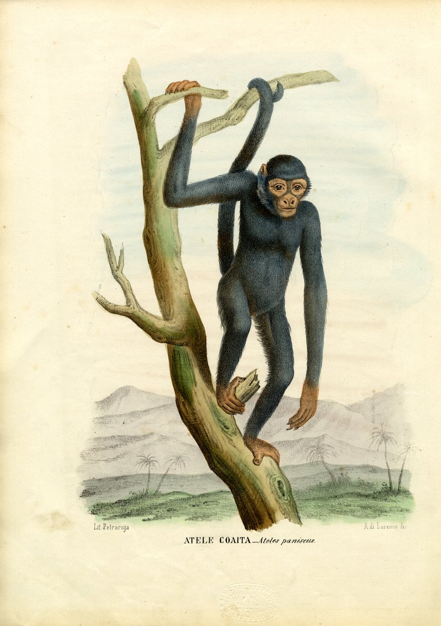 Svart edderkoppape, 1863-79 av Raimundo Petraroja