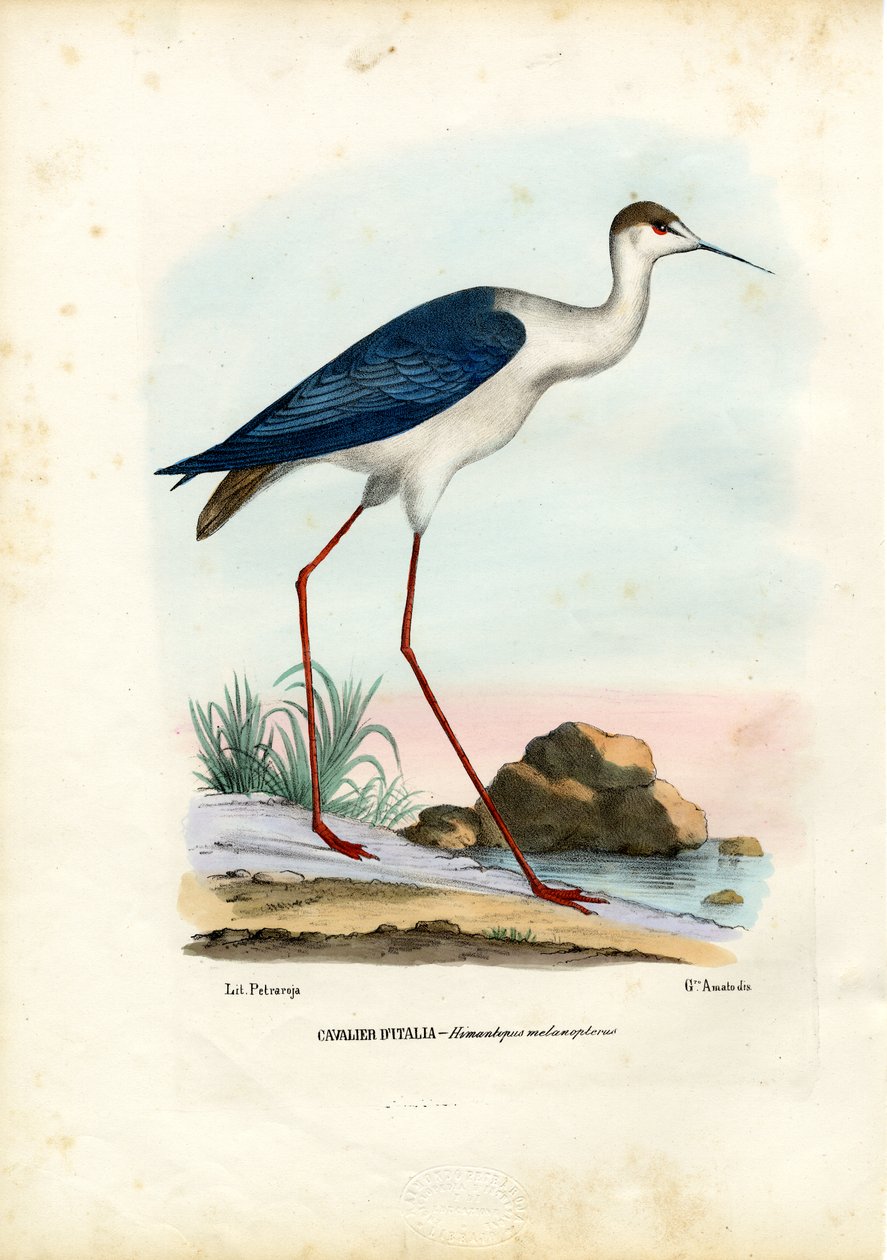 Svartvinget stilt, 1863-79 av Raimundo Petraroja