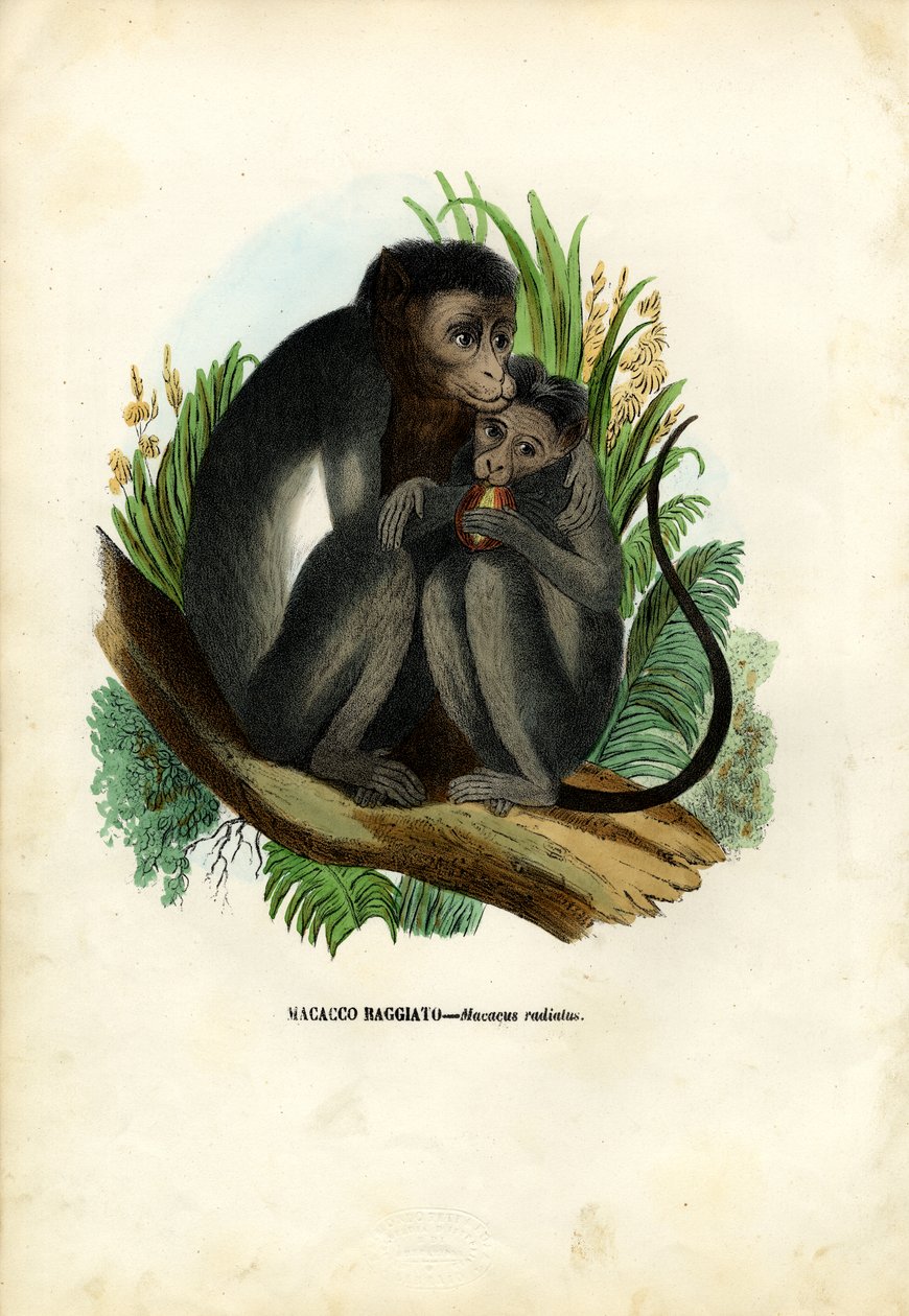 Bonnet Monkey, 1863-79 av Raimundo Petraroja
