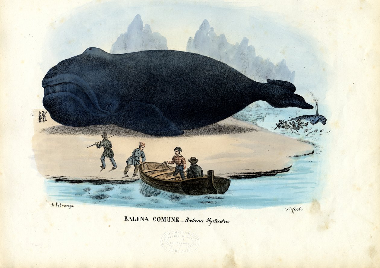 Grønlandshval, 1863-79 av Raimundo Petraroja