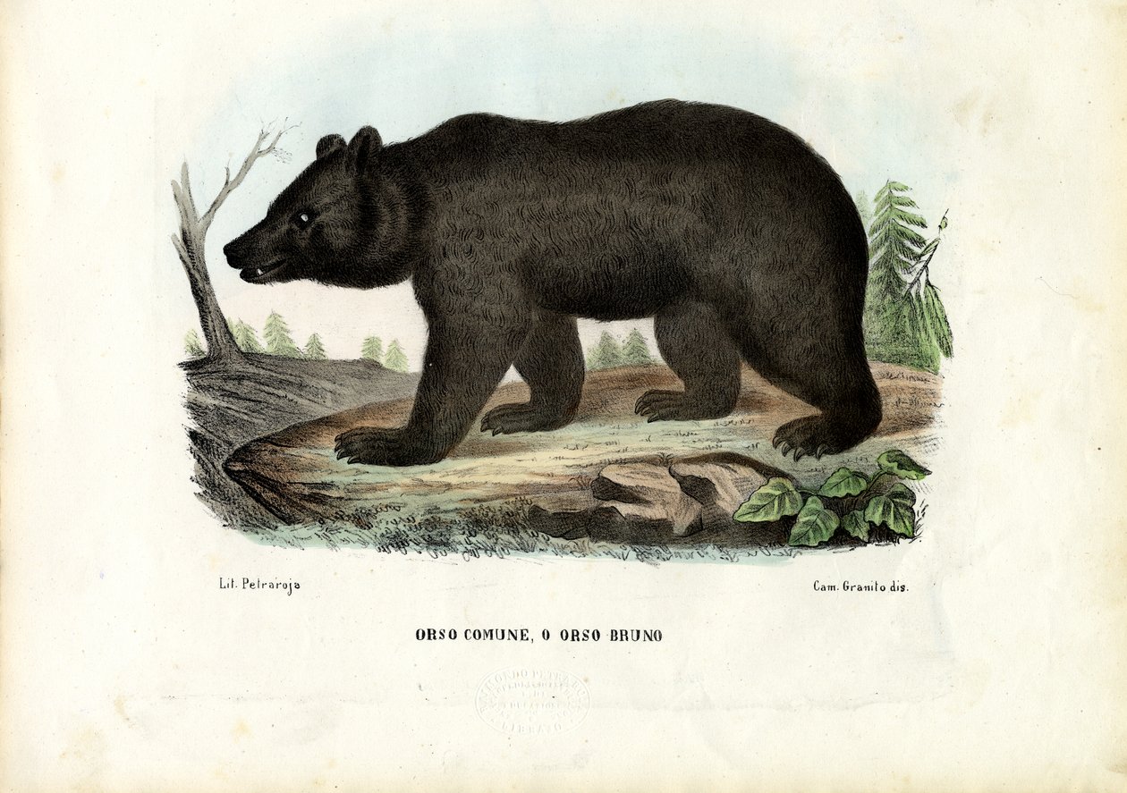 Brunbjørn, 1863-79 av Raimundo Petraroja