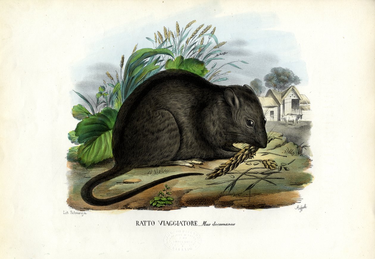 Brun rotte, 1863-79 av Raimundo Petraroja