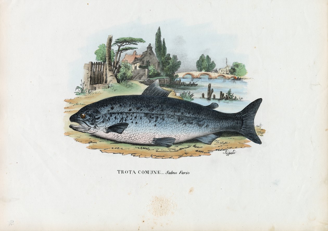 Ørret, 1863-79 av Raimundo Petraroja