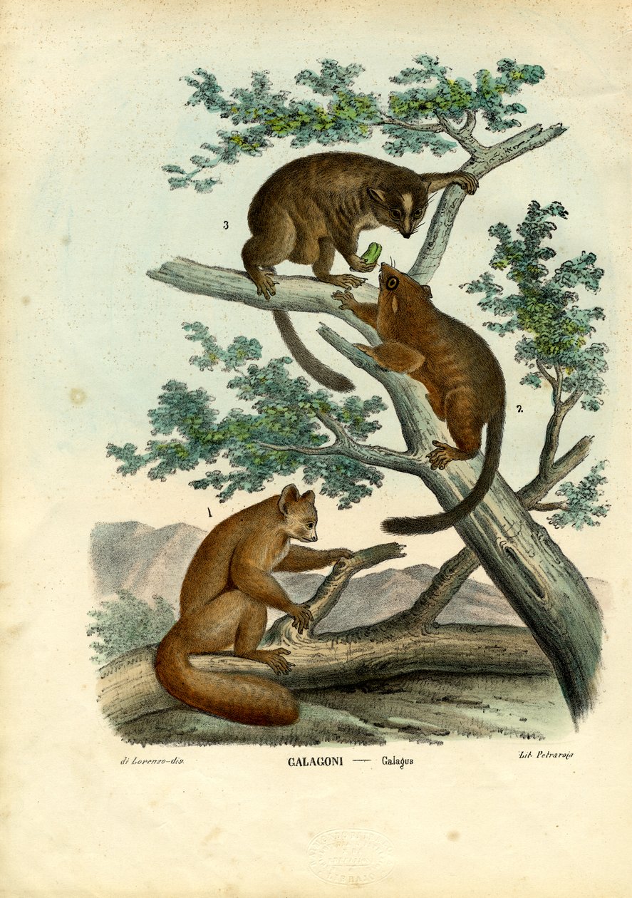 Bushbaby, 1863-79 av Raimundo Petraroja
