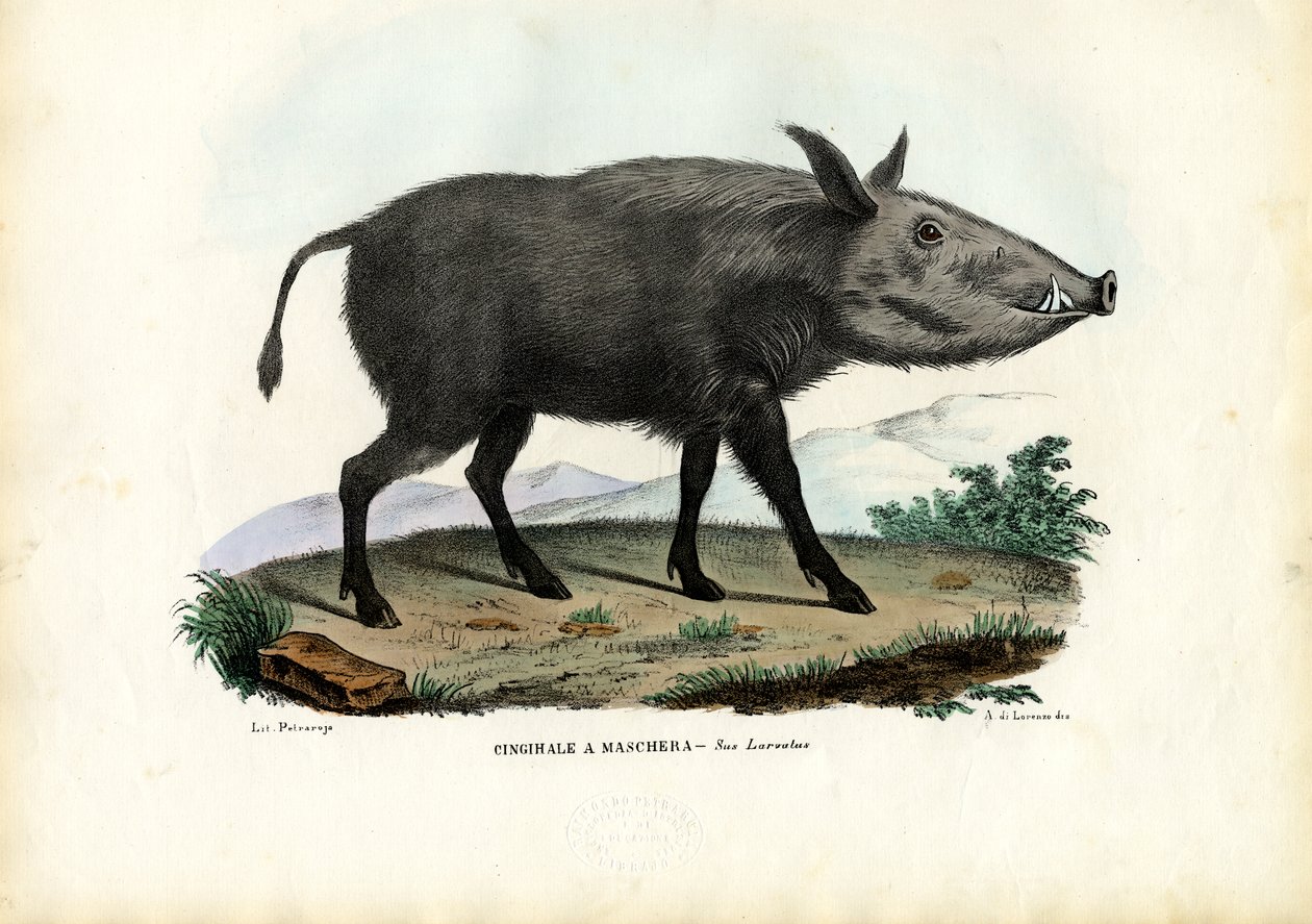 Bushpig, 1863-79 av Raimundo Petraroja