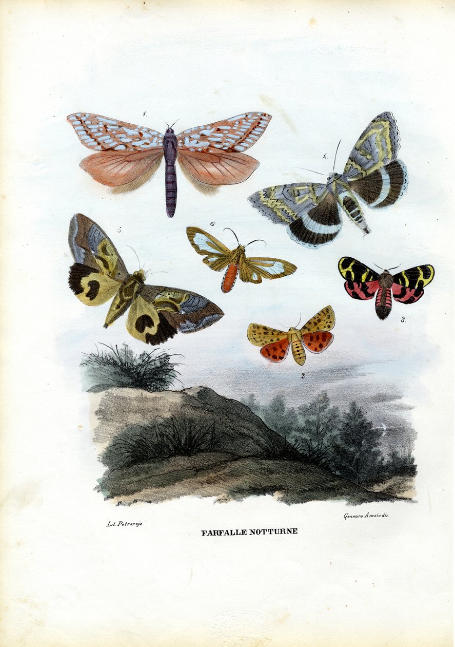 Sommerfugler, 1863-79 av Raimundo Petraroja