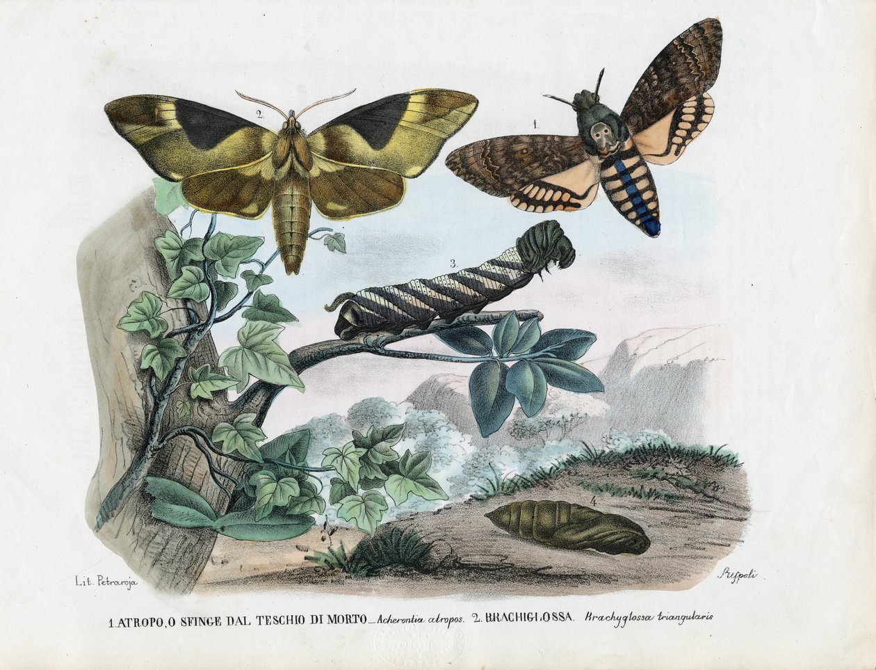 Sommerfugler, 1863-79 av Raimundo Petraroja