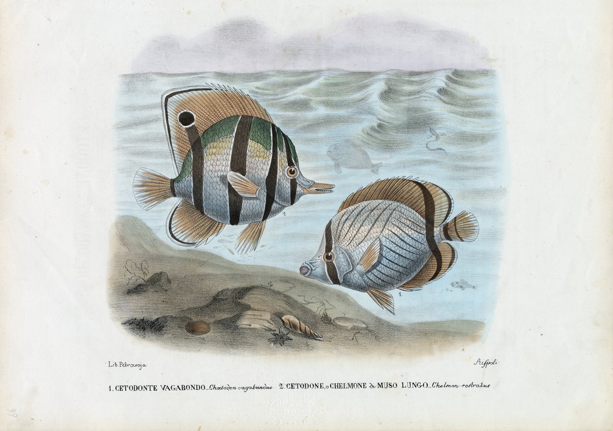 Sommerfuglfisk, 1863-79 av Raimundo Petraroja