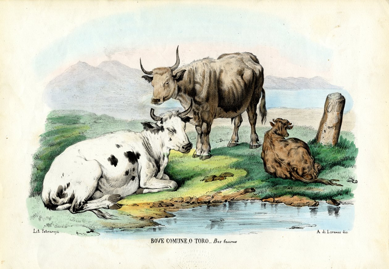 Storfe, 1863-79 av Raimundo Petraroja