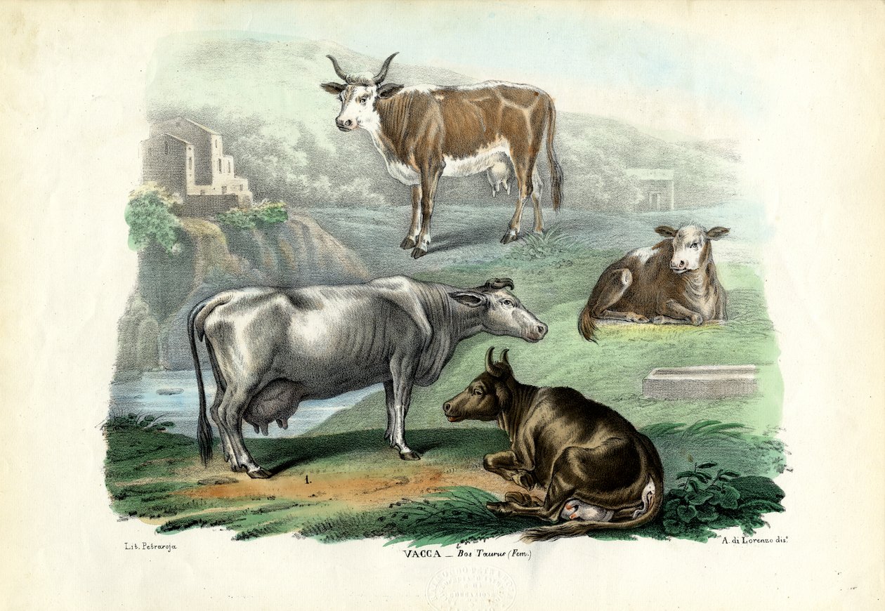 Storfe, 1863-79 av Raimundo Petraroja