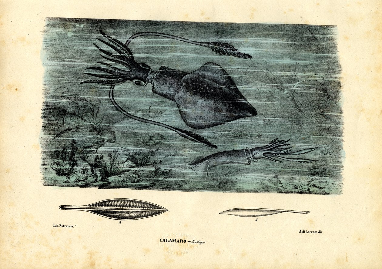 Blekkspruter, 1863-79 av Raimundo Petraroja