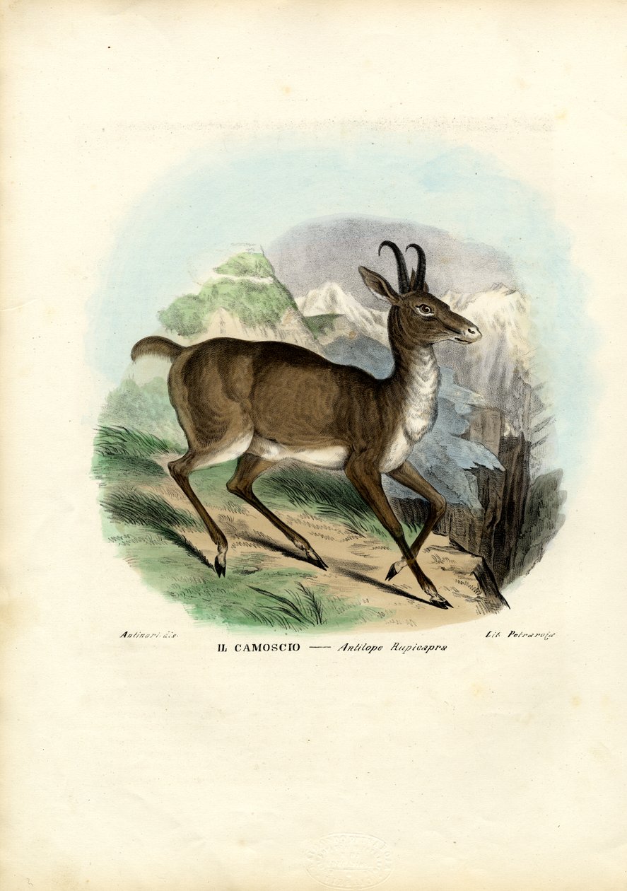 Chamois, 1863-79 av Raimundo Petraroja