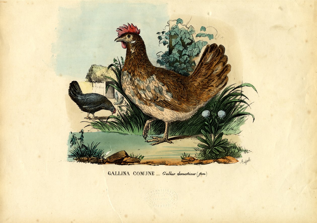 Kylling, 1863-79 av Raimundo Petraroja