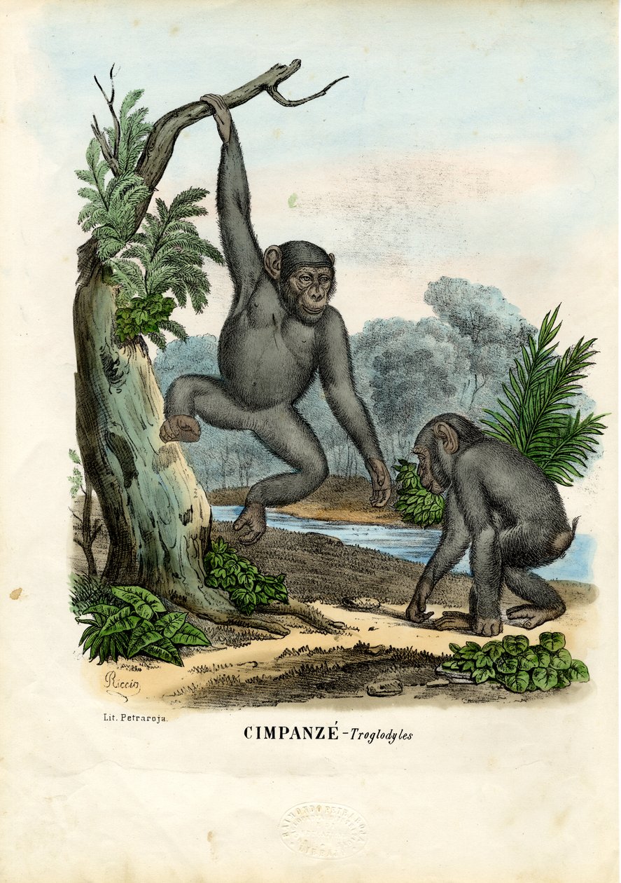 Sjimpanse, 1863-79 av Raimundo Petraroja