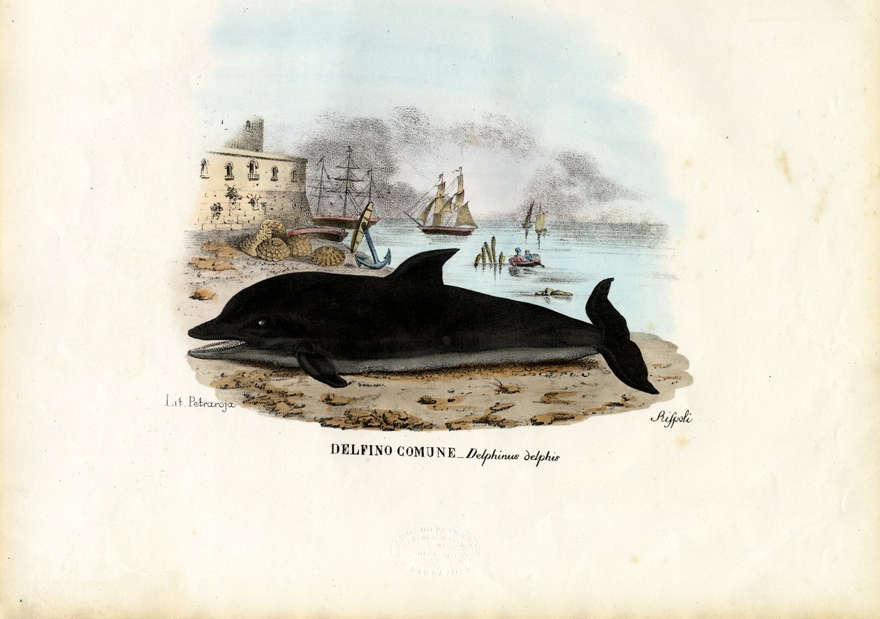 Vanlig delfin, 1863-79 av Raimundo Petraroja
