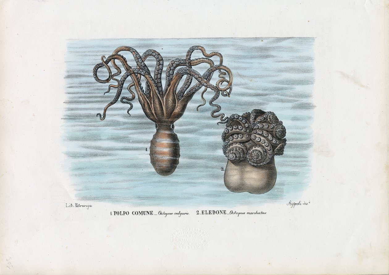 Vanlig blekksprut, 1863-79 av Raimundo Petraroja