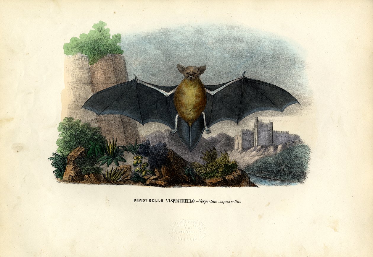 Common Pipistrelle, 1863-79 av Raimundo Petraroja
