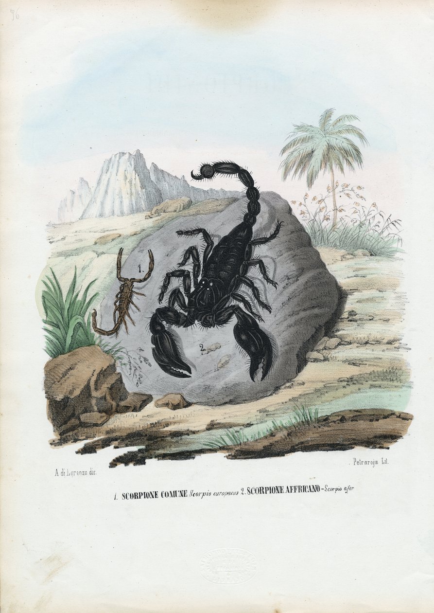 Krepsdyr, 1863-79 av Raimundo Petraroja