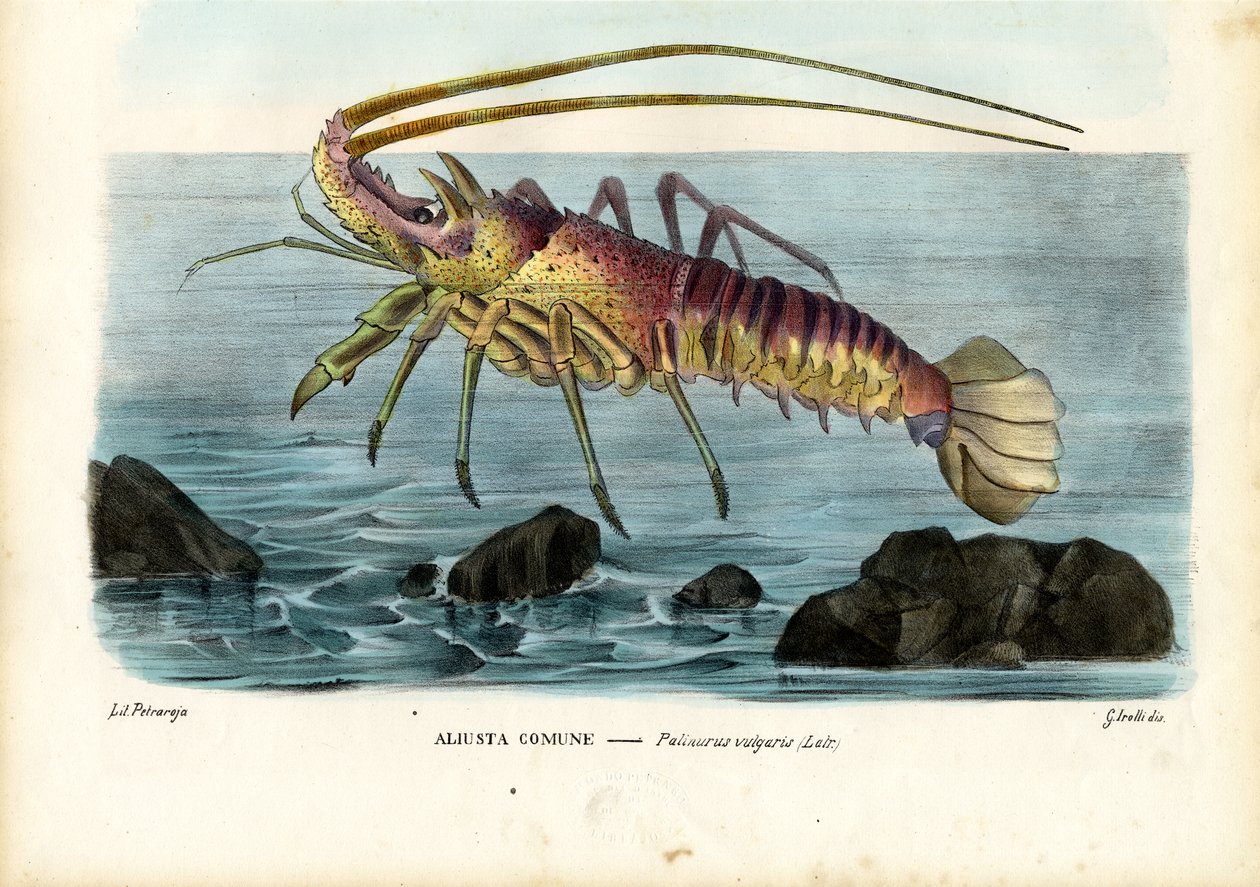 Krepsdyr, 1863-79 av Raimundo Petraroja