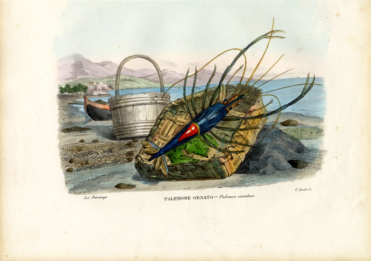 Krepsdyr, 1863-79 av Raimundo Petraroja