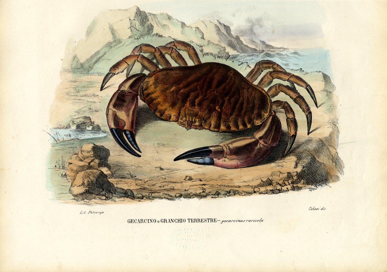 Krepsdyr, 1863-79 av Raimundo Petraroja