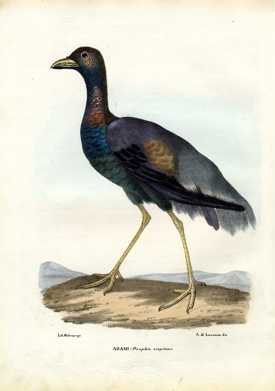 Mørkvinget trompetist, 1863-79 av Raimundo Petraroja