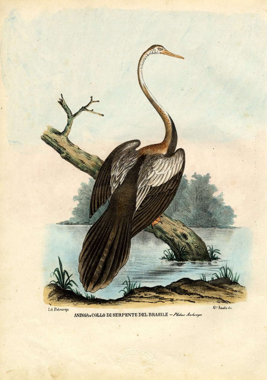 Darter, 1863-79 av Raimundo Petraroja
