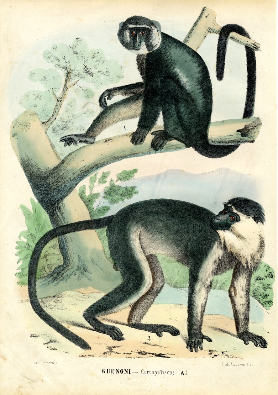 Diana Monkey, 1863-79 av Raimundo Petraroja