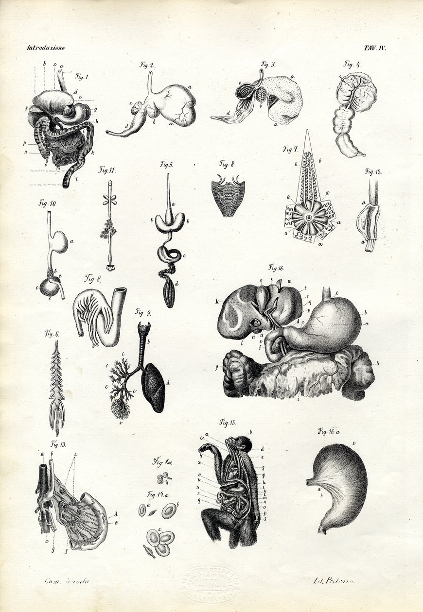 Fordøyelsesorganer, 1863-79 av Raimundo Petraroja
