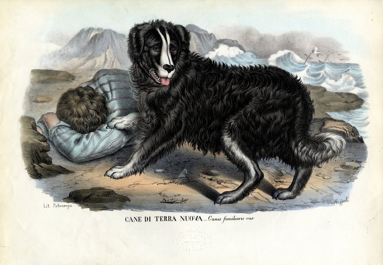 Hunder, 1863-79 av Raimundo Petraroja