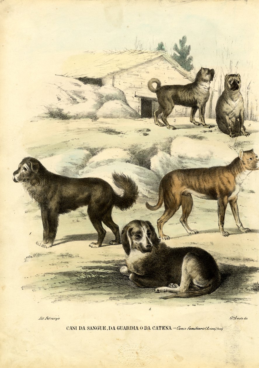 Hunder, 1863-79 av Raimundo Petraroja