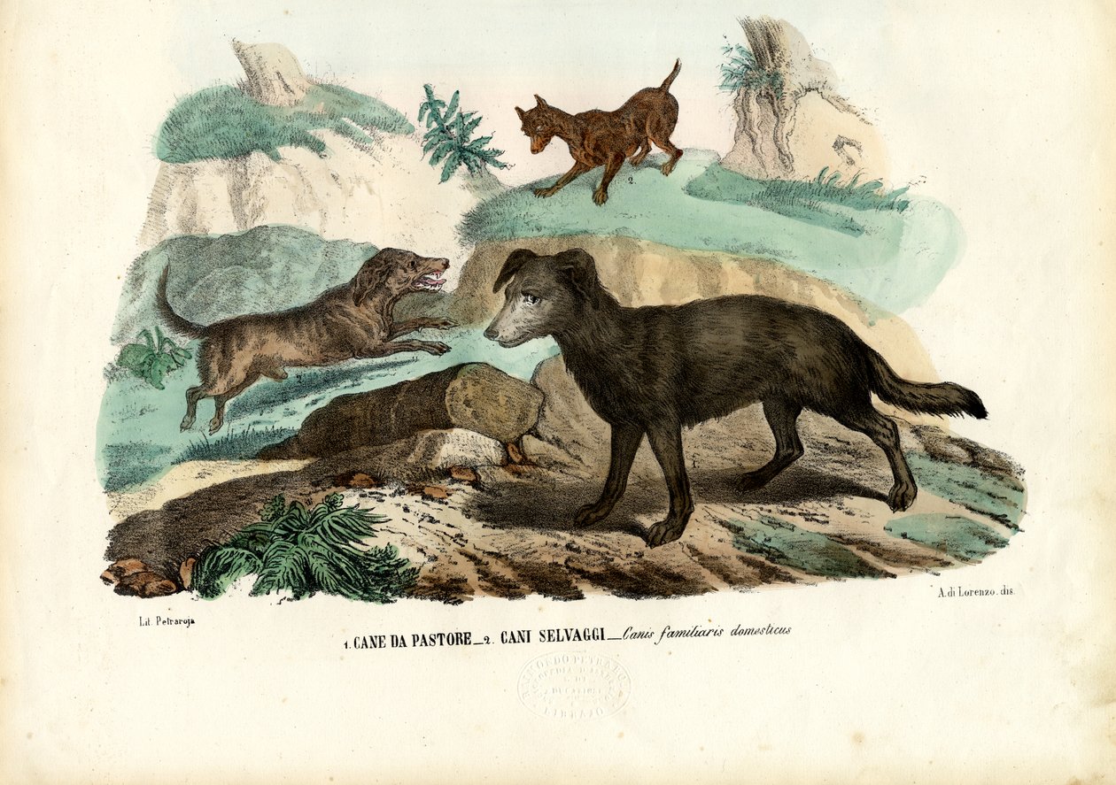 Hunder, 1863-79 av Raimundo Petraroja