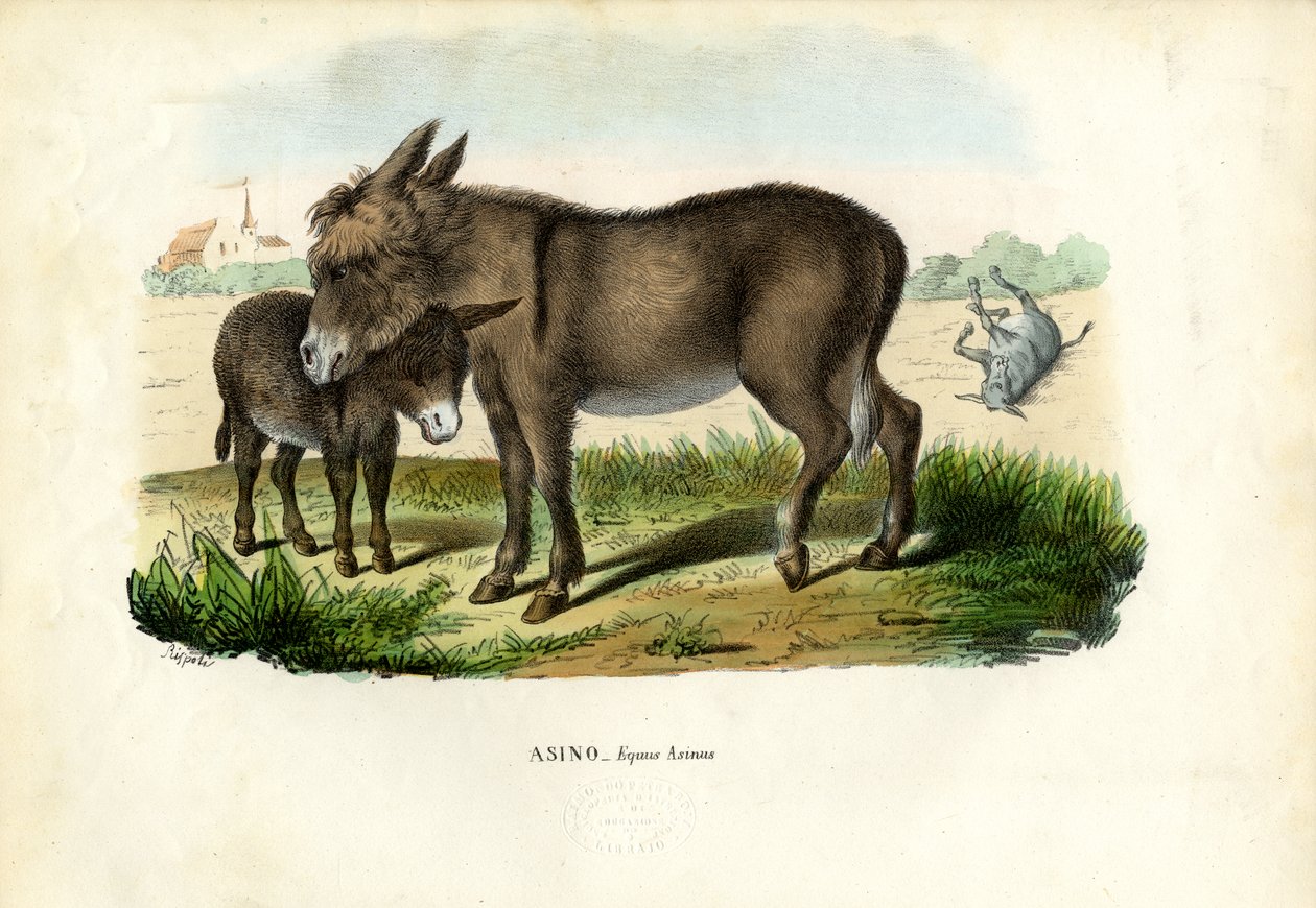 Esel, 1863-79 av Raimundo Petraroja