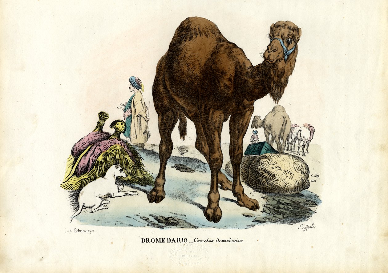 Dromedar, 1863-79 av Raimundo Petraroja