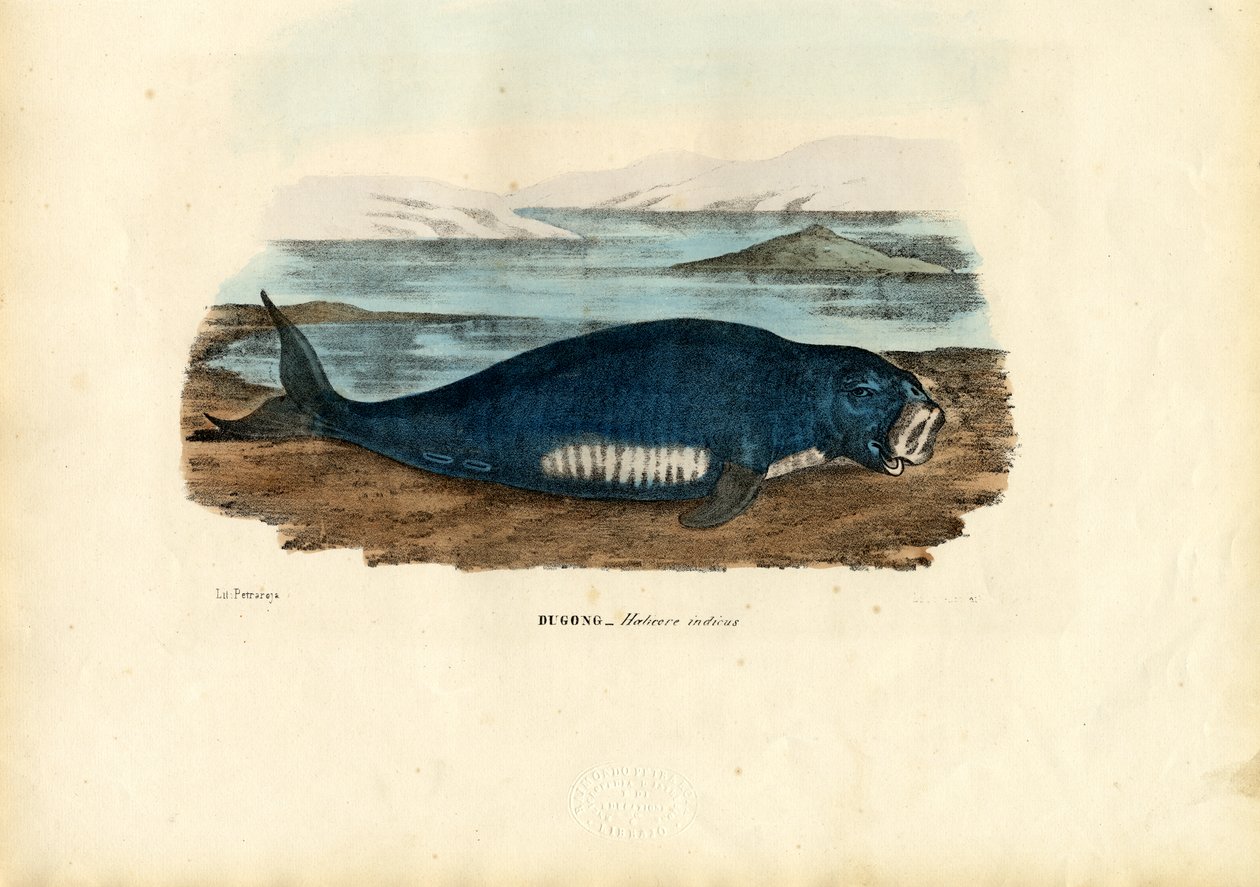 Dugong, 1863-79 av Raimundo Petraroja